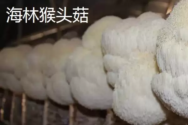 黑龙江佳木斯市的特产有哪些,黑龙江佳木斯特产有力佳风干肠等种类吗插图13 黑龙江佳木斯市的特产有哪些,黑龙江佳木斯特产有力佳风干肠等种类吗插图13