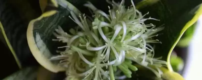 虎皮兰开花外观花簇生白色淡绿好看吗,虎皮兰开花后的外观,花是簇生白或绿?插图 虎皮兰开花外观花簇生白色淡绿好看吗,虎皮兰开花后的外观,花是簇生白或绿?插图