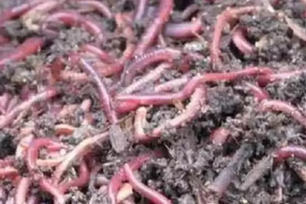 红蚯蚓有哪些优点特点呢,红蚯蚓用来钓鱼有哪些适合的优点呢插图2 红蚯蚓有哪些优点特点呢,红蚯蚓用来钓鱼有哪些适合的优点呢插图2
