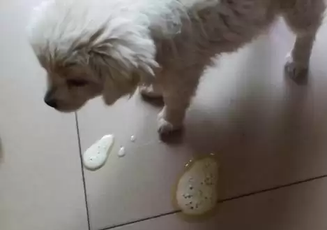 狗狗早上吐黄水是何缘故,狗狗早上吐黄水因进食少、挨饿、饮食不规律吗插图3 狗狗早上吐黄水是何缘故,狗狗早上吐黄水因进食少、挨饿、饮食不规律吗插图3