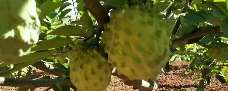 海南为什么种不了释迦凤梨,释迦凤梨被列为热带名果之一海南为何种不了-会东网