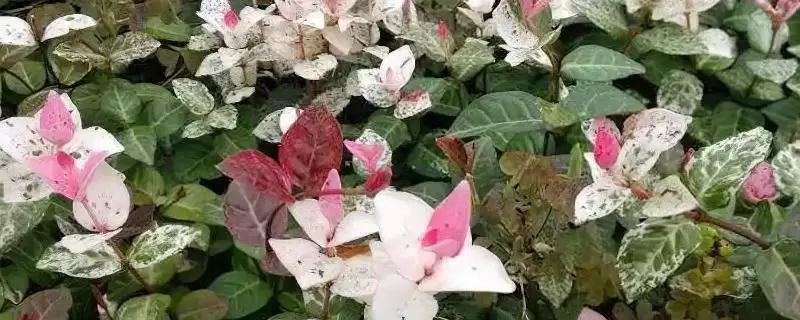 花叶络石养护9-10月追肥磷钾,花叶络石日常养护方法,追肥时间对吗?-会东网