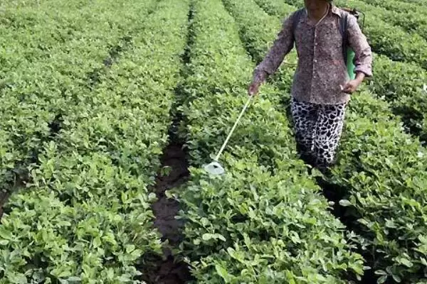 花生控旺技巧化学人工哪种好呢,花生的控旺技巧,两种控旺方式咋选?插图7 花生控旺技巧化学人工哪种好呢,花生的控旺技巧,两种控旺方式咋选?插图7