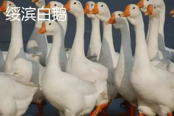 黑龙江省绥滨县的特产是什么,黑垦二九〇红小豆是黑龙江绥滨地理标志特产吗插图2 黑龙江省绥滨县的特产是什么,黑垦二九〇红小豆是黑龙江绥滨地理标志特产吗插图2