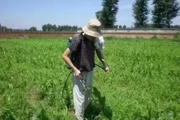 黄瓜白粉病特效药 ,黄瓜白粉病发病时控白可湿性粉剂有效插图3 黄瓜白粉病特效药 ,黄瓜白粉病发病时控白可湿性粉剂有效插图3