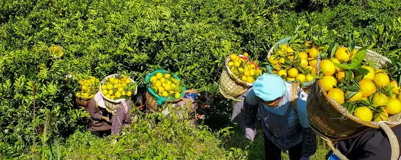 低产果园的冬剪方法要点,低产果园怎么进行冬剪工作插图 低产果园的冬剪方法要点,低产果园怎么进行冬剪工作插图