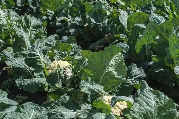 花椰菜高产法移栽后浇水马上浇,花椰菜高产栽培技术,移栽浇水要点是?插图2 花椰菜高产法移栽后浇水马上浇,花椰菜高产栽培技术,移栽浇水要点是?插图2