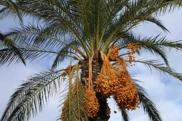 海枣树的养殖方法是什么呢,海枣树生长季节需要勤施薄肥来养殖吗插图6 海枣树的养殖方法是什么呢,海枣树生长季节需要勤施薄肥来养殖吗插图6