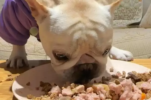 狗狗贫血是由何引起的,狗狗贫血是饮食或先天性疾病等原因导致吗插图5 狗狗贫血是由何引起的,狗狗贫血是饮食或先天性疾病等原因导致吗插图5