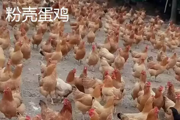 蛋鸡的优良品种种类介绍,蛋鸡有哪些比较好的品种种类插图1 蛋鸡的优良品种种类介绍,蛋鸡有哪些比较好的品种种类插图1