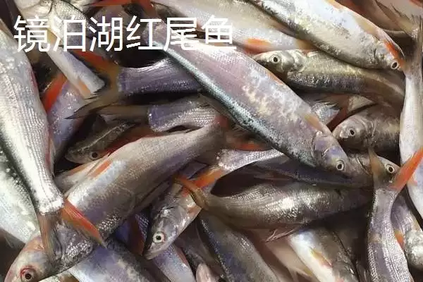 黑龙江佳木斯市的特产有哪些,黑龙江佳木斯特产有力佳风干肠等种类吗插图16 黑龙江佳木斯市的特产有哪些,黑龙江佳木斯特产有力佳风干肠等种类吗插图16