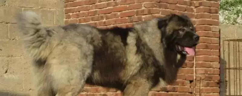 高加索犬智力排名问题 ,高加索犬的智力排在第几名插图 高加索犬智力排名问题 ,高加索犬的智力排在第几名插图