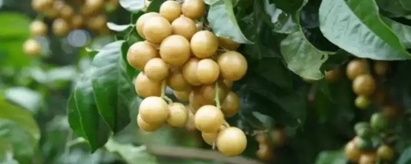 黄皮果根腐病多雨夏季高发,黄皮果根腐病如何防治,发病规律是?插图 黄皮果根腐病多雨夏季高发,黄皮果根腐病如何防治,发病规律是?插图