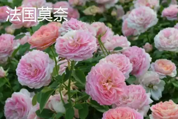 好养活的月季花有哪些品种,红双喜等是好养活的月季花品种吗插图9 好养活的月季花有哪些品种,红双喜等是好养活的月季花品种吗插图9