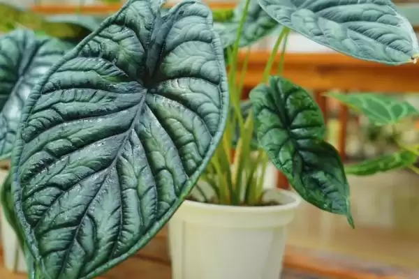 海芋的栽培方式是怎样的,海芋在4-10月需追施液体肥料来栽培吗插图2 海芋的栽培方式是怎样的,海芋在4-10月需追施液体肥料来栽培吗插图2