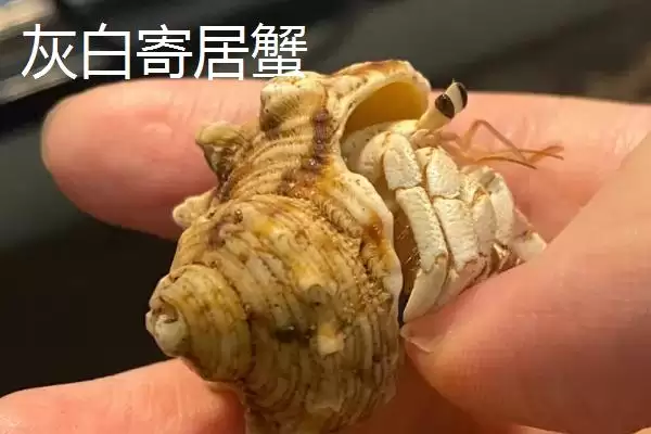 寄居蟹情况介寄居于螺壳得名,寄居蟹简介,简介内容符合事实吗?插图3 寄居蟹情况介寄居于螺壳得名,寄居蟹简介,简介内容符合事实吗?插图3