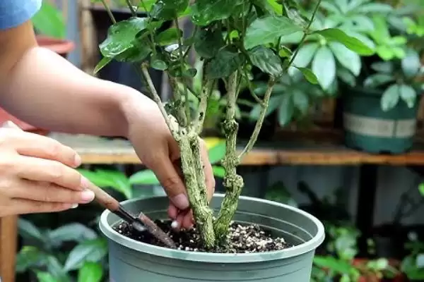 刚买茉莉花掉苞原因 ,刚买的茉莉花掉苞是什么原因导致的插图6 刚买茉莉花掉苞原因 ,刚买的茉莉花掉苞是什么原因导致的插图6