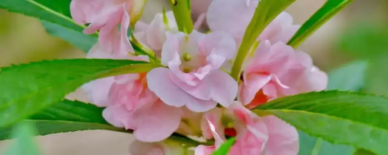 凤仙花褐斑病防治 ,凤仙花如何防治褐斑病插图 凤仙花褐斑病防治 ,凤仙花如何防治褐斑病插图
