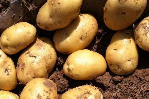河南秋季何时适合种土豆呢,河南秋季一般8-9月份适合种植土豆吗插图3 河南秋季何时适合种土豆呢,河南秋季一般8-9月份适合种植土豆吗插图3