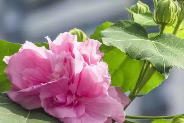 芙蓉花毒性情况 ,芙蓉花是一种有毒的植物还是无毒插图4
