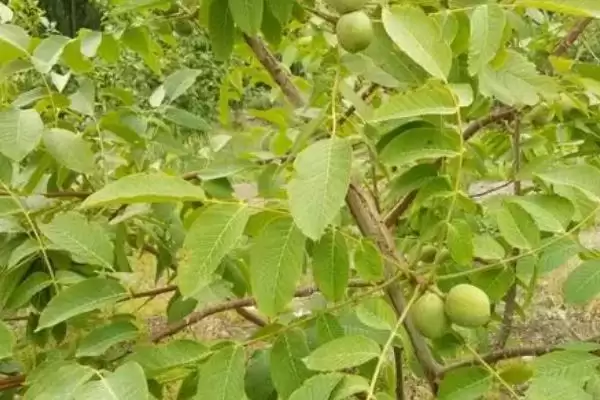核桃树几年才能结果实呢,核桃实生苗结果需要5-10年的时间吗插图6 核桃树几年才能结果实呢,核桃实生苗结果需要5-10年的时间吗插图6