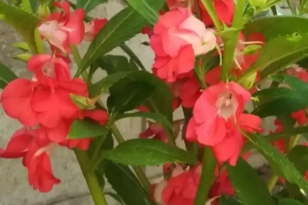 凤仙花喜阴喜阳 ,凤仙花是喜阴还是喜阳的植插图1
