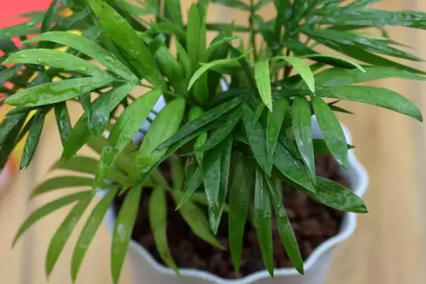 椰子浇水间隔时间问题 ,隔多久给椰子浇一次水比较合适插图3 椰子浇水间隔时间问题 ,隔多久给椰子浇一次水比较合适插图3