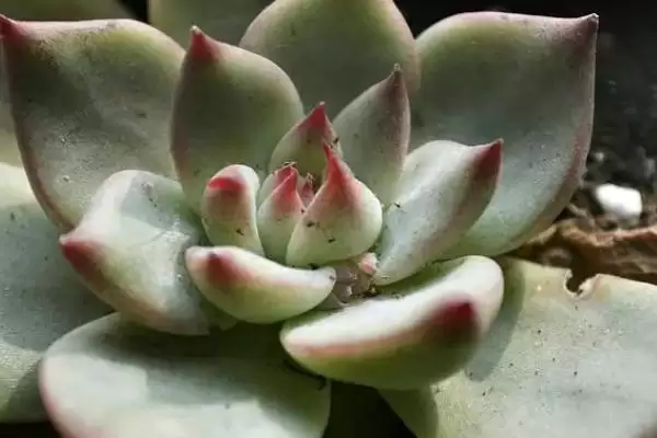 吉娃莲植物特征莲座叶盘紧凑,吉娃莲的特征,莲座叶盘和叶形特点?插图1 吉娃莲植物特征莲座叶盘紧凑,吉娃莲的特征,莲座叶盘和叶形特点?插图1
