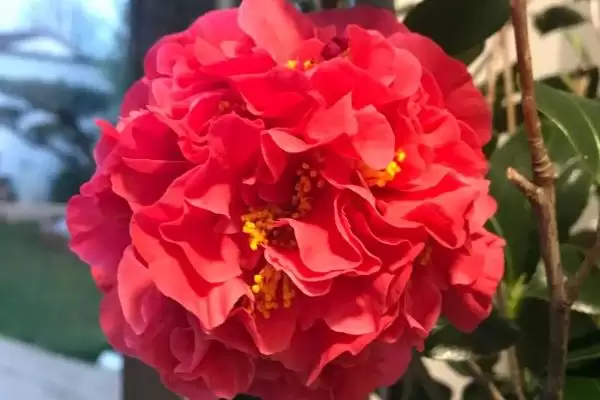 大花茶花品种花径达15厘米有谁,花朵大的茶花品种,哪些品种花径较大?插图1 大花茶花品种花径达15厘米有谁,花朵大的茶花品种,哪些品种花径较大?插图1