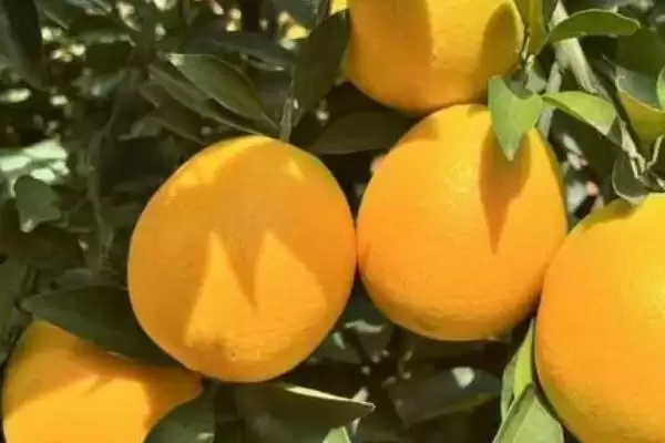 赣南脐橙基本简介 ,赣南脐橙是一种怎样的水果,有何特插图1 赣南脐橙基本简介 ,赣南脐橙是一种怎样的水果,有何特插图1