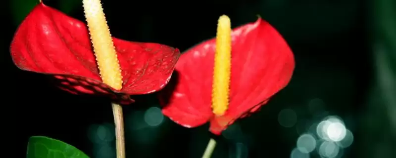 红掌的繁殖方法有哪些呢,红掌可通过分株、播种方式进行繁殖吗插图 红掌的繁殖方法有哪些呢,红掌可通过分株、播种方式进行繁殖吗插图