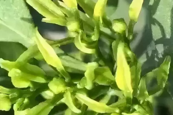 柑橘花芽分化过程 ,柑橘花芽分化经历哪些阶段和过程插图1 柑橘花芽分化过程 ,柑橘花芽分化经历哪些阶段和过程插图1