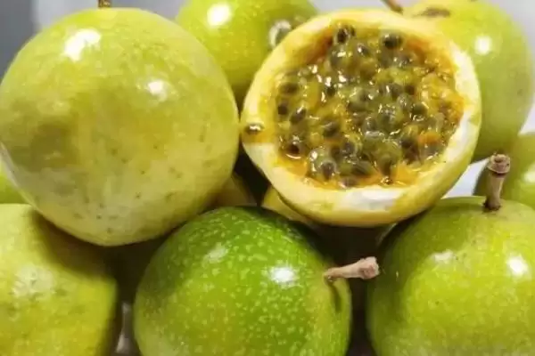 百香果结果时间,百香果是否四季都能结果插图3 百香果结果时间,百香果是否四季都能结果插图3