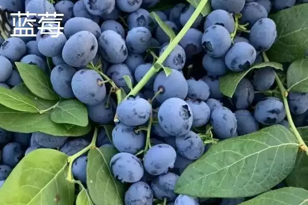 黑莓和蓝莓有什么区别呢,黑莓属蔷薇科、蓝莓属杜鹃花科有何不同呢插图2 黑莓和蓝莓有什么区别呢,黑莓属蔷薇科、蓝莓属杜鹃花科有何不同呢插图2