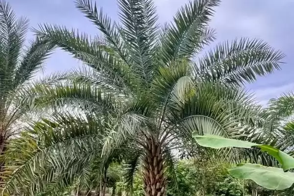 海枣树的养殖方法是什么呢,海枣树生长季节需要勤施薄肥来养殖吗插图5 海枣树的养殖方法是什么呢,海枣树生长季节需要勤施薄肥来养殖吗插图5