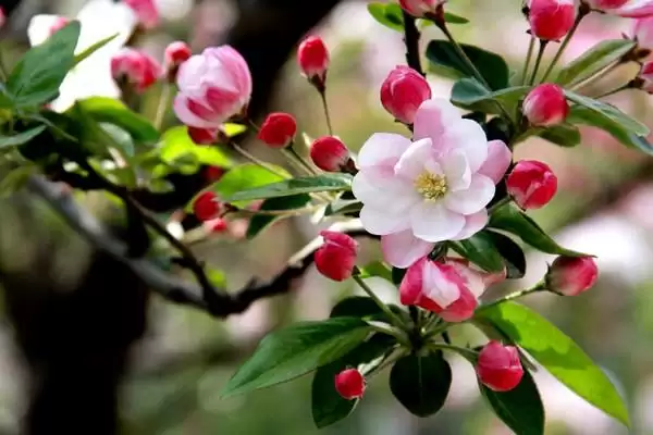 海棠花的花语有什么寓意呢,海棠花寓意离愁、苦恋之情等是其花语吗插图4 海棠花的花语有什么寓意呢,海棠花寓意离愁、苦恋之情等是其花语吗插图4