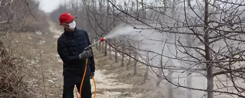 果树春季清园有哪些要点,果树春季清园要正确选药并把握喷药时机吗插图 果树春季清园有哪些要点,果树春季清园要正确选药并把握喷药时机吗插图