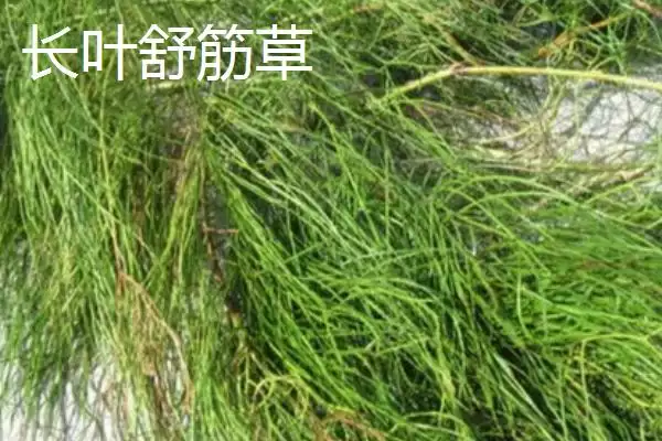 凤尾蕨种类介绍 ,凤尾蕨有哪些不同的种插图6 凤尾蕨种类介绍 ,凤尾蕨有哪些不同的种插图6