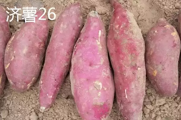 红薯的产地主要在哪里呢,红薯集中在长江和东南沿海各省产地吗插图6 红薯的产地主要在哪里呢,红薯集中在长江和东南沿海各省产地吗插图6