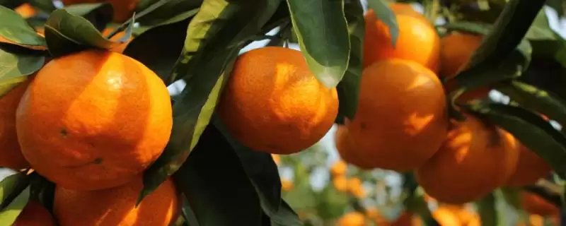 柑橘植物基本简介 ,柑橘是一种怎样的植物,包含哪些种插图 柑橘植物基本简介 ,柑橘是一种怎样的植物,包含哪些种插图