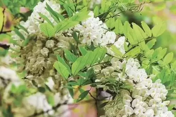 槐花开花时间每年4-5月开花吗,槐花几月开花,固定这个时间段吗?插图3 槐花开花时间每年4-5月开花吗,槐花几月开花,固定这个时间段吗?插图3