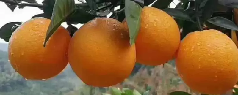 赣南脐橙成熟时间 ,赣南脐橙在几月份会成熟-会东网