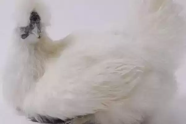 鸡苗常见品种杏花鸡等常见,鸡苗常见的品种,有哪些比较普遍?插图1 鸡苗常见品种杏花鸡等常见,鸡苗常见的品种,有哪些比较普遍?插图1
