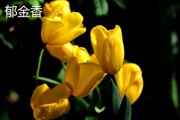 和女生第一次见面送什么花,和女生首次见面送郁金香、百合等花合适吗插图1 和女生第一次见面送什么花,和女生首次见面送郁金香、百合等花合适吗插图1