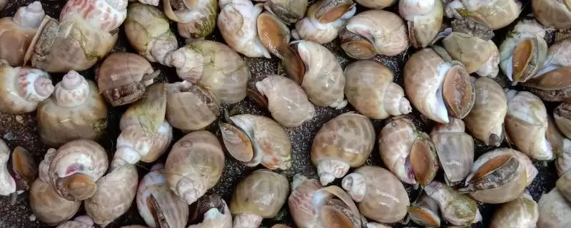黄泥螺产地问主产东北沿海,黄泥螺的产地,产地信息准确吗?插图 黄泥螺产地问主产东北沿海,黄泥螺的产地,产地信息准确吗?插图