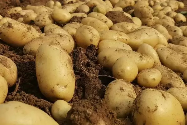 河南秋季何时适合种土豆呢,河南秋季一般8-9月份适合种植土豆吗插图2 河南秋季何时适合种土豆呢,河南秋季一般8-9月份适合种植土豆吗插图2