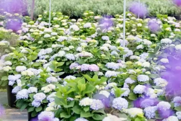 花卉场装地暖吗冬季装地暖合适吗,花卉养殖场冬季适合安装地暖吗,有何利弊?插图3 花卉场装地暖吗冬季装地暖合适吗,花卉养殖场冬季适合安装地暖吗,有何利弊?插图3