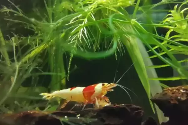观赏虾应该怎样进行养殖,观赏虾养殖选酸碱度5-8的水源合适吗插图4 观赏虾应该怎样进行养殖,观赏虾养殖选酸碱度5-8的水源合适吗插图4
