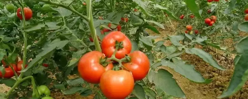 红番茄、黑番茄、黄番茄的区别,红、黑、黄番茄在栽培技术上有明显不同吗插图 红番茄、黑番茄、黄番茄的区别,红、黑、黄番茄在栽培技术上有明显不同吗插图