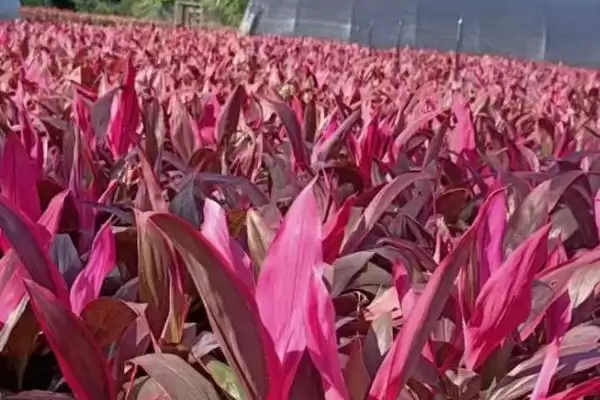 红叶朱蕉有没有毒性存在呢,红叶朱蕉无毒适合在家里进行养殖吗插图3 红叶朱蕉有没有毒性存在呢,红叶朱蕉无毒适合在家里进行养殖吗插图3